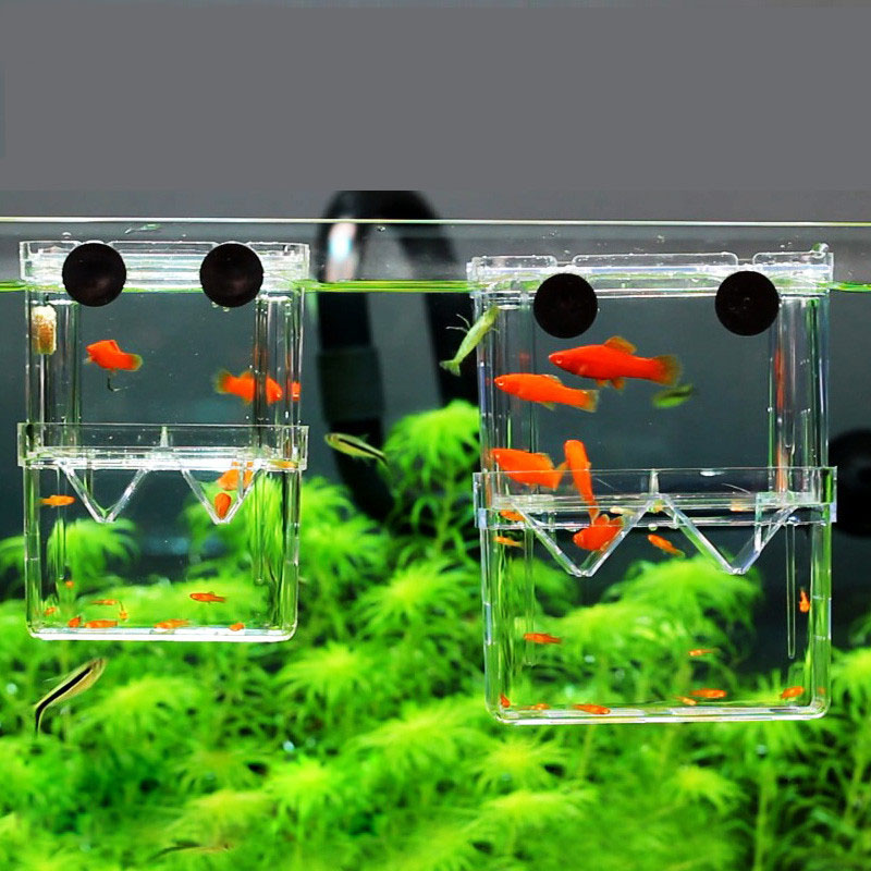 Изолирующая коробка для развед – обзор и цена Aquarium Fish Betta